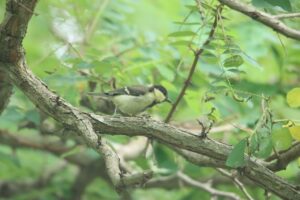 シジュウカラ幼鳥2024年8月3日