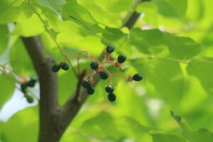 ニガキ2024年8月3日