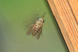 ヤマトアブ2024年8月17日