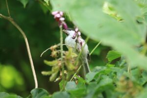 ハシブトガラ2024年8月11日クズの花