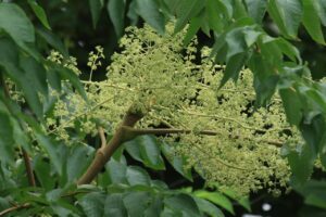 タラノキ2024年8月17日花