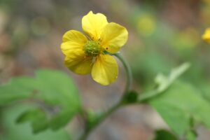 ダイコンソウ2024年8月3日