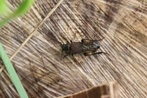 コバネカミキリ2024年8月3日