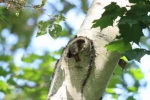 コサメビタキ2024年8月25日