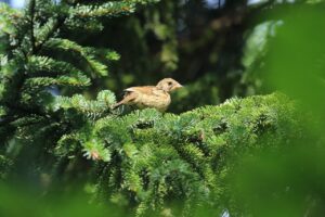 アオジ幼鳥2024年8月25日