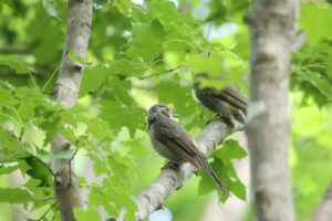 ヒヨドリ2024年8月25日