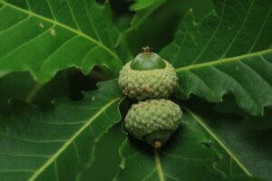 ミズナラどんぐり2024年8月3日まだ緑色