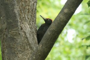 クマゲラ♂2024年8月17日