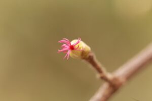 ツノハシバミの花2024年8月11日北口選手金メダル