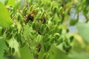 ハシドイ2024年8月3日種子