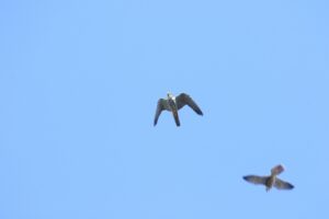 チゴハヤブサ2024年8月25日