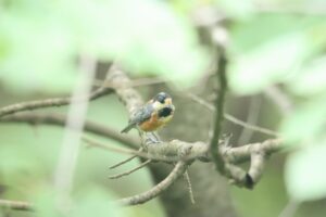 ヤマガラ2024年8月3日