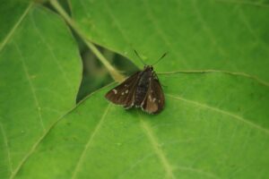 コチャバネセセリ2024年8月11日