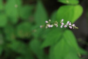 ヌスビトハギ2024年8月11日