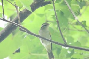 センダイムシクイ2024年8月11日1枚目