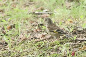 カワラヒワ2024年8月3日1