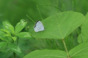 ルリシジミ2024年8月25日