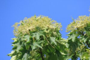 ハリギリ2024年8月25日