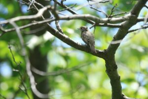 コサメビタキ成鳥2024年8月11日