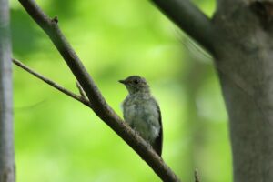 キビタキ幼鳥2024年8月25日