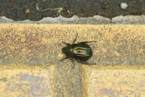 オオスジコガネ2024年8月3日