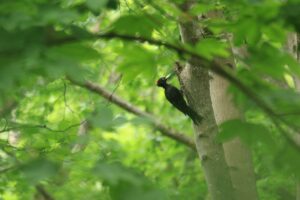 クマゲラ2024年8月17日♀8月16日撮影