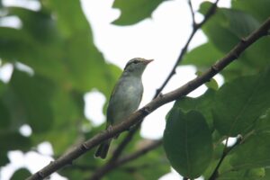 センダイムシクイ2024年8月17日