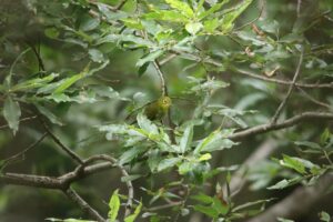 メジロ2024年8月11日