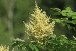 ヌルデ2024年8月17日花