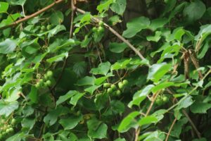 サルナシ2024年8月3日コクワの実