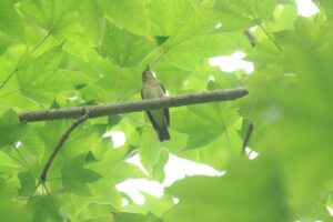 オオルリ♀2024年8月17日