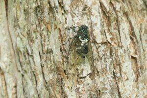 ミンミンゼミ2024年8月25日