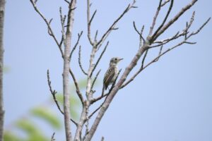 コサメビタキ幼鳥2024年8月11日