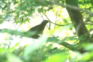 ツツドリ2024年8月11日