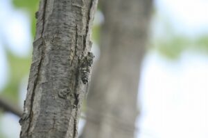 ツクツクボウシ2024年8月17日