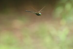 ルリボシヤンマ2024年8月3日