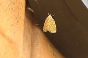 アミメリンガ2024年8月17日