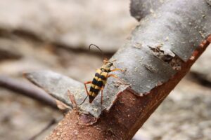 ヨツスジハナカミキリ2024年8月11日