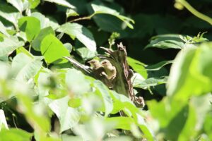 ウグイス幼鳥2024年8月25日より幼い2羽