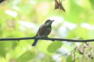 ヤマガラ2024年8月11日