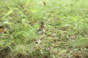 カワラヒワ2024年8月3日2