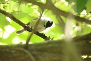 ハシブトガラ2024年8月17日