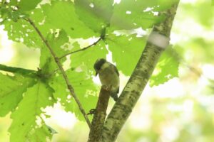 ヤマガラ幼鳥2024年8月25日