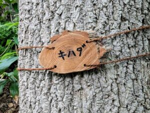旭山ボランティアの会活動、樹名板作り3
