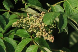 ヌルデ2024年8月25日１房