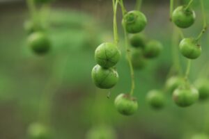 ツリバナの実2024年8月3日