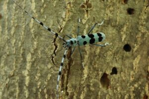 ルリボシカミキリ2024年8月3日