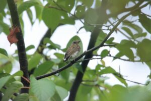 キビタキ幼鳥2024年8月3日