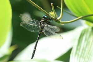 オニヤンマ2024年8月11日
