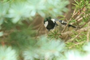 ヒガラ2024年8月11日